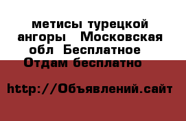 метисы турецкой ангоры - Московская обл. Бесплатное » Отдам бесплатно   